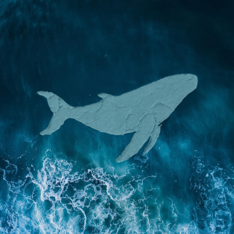 Lazy Whale Music Logo