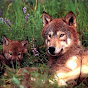 Red Wolf