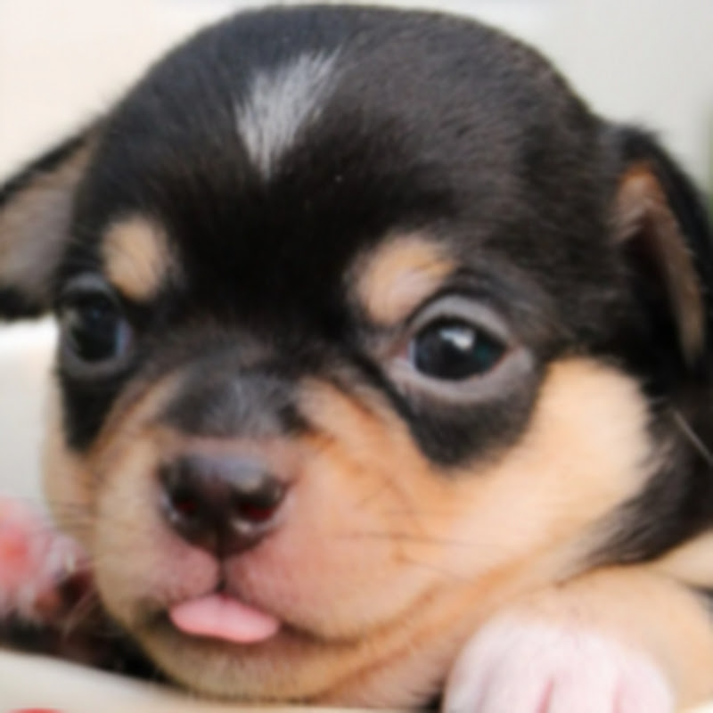 It's A Pet's Life icon