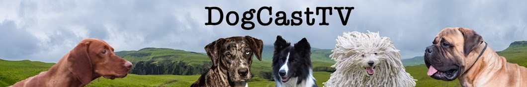 DogCast TV YouTube channel avatar