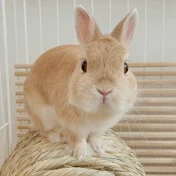 うさぎの もこの日常