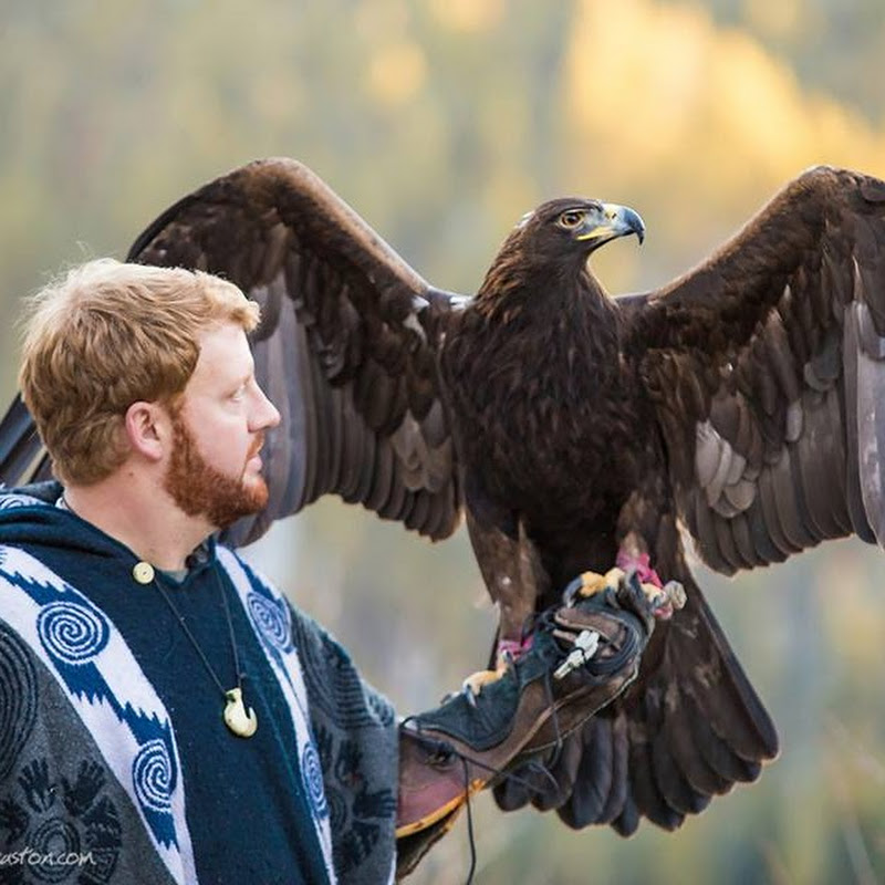 Ben Woodruff Falconry