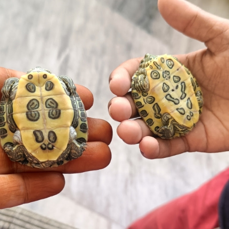 Heights of Neeru & Sidhu