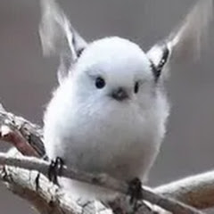 한설