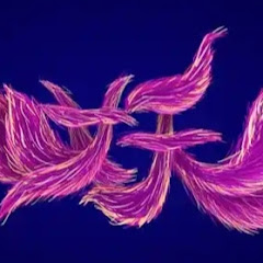 Pethyop Fairy 妖精 Siyu