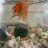 @foxhillhomestead3444 Avatar