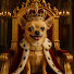 i-RVo8gALQQ-channel-avatar-Life with a Chihuahua the life of Darcy 