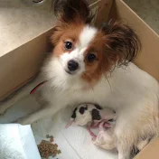 Our dogs♥我が家の犬達