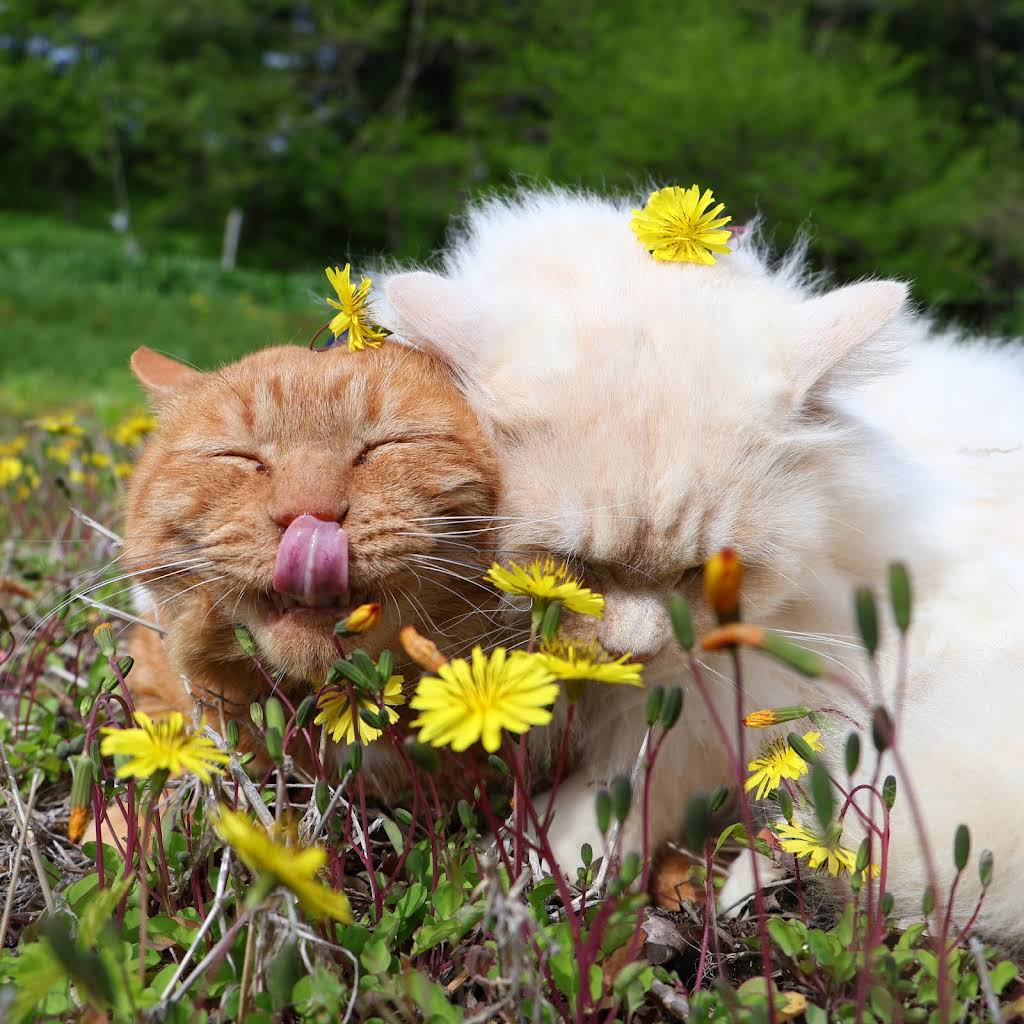 のせ猫 YouTube