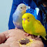 yA37zdYchYg-channel-avatar-SS Budgies parrot