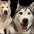 KoGi_huskamutes