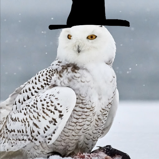 Owl with a tophat