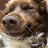 @Likedogs9 Avatar