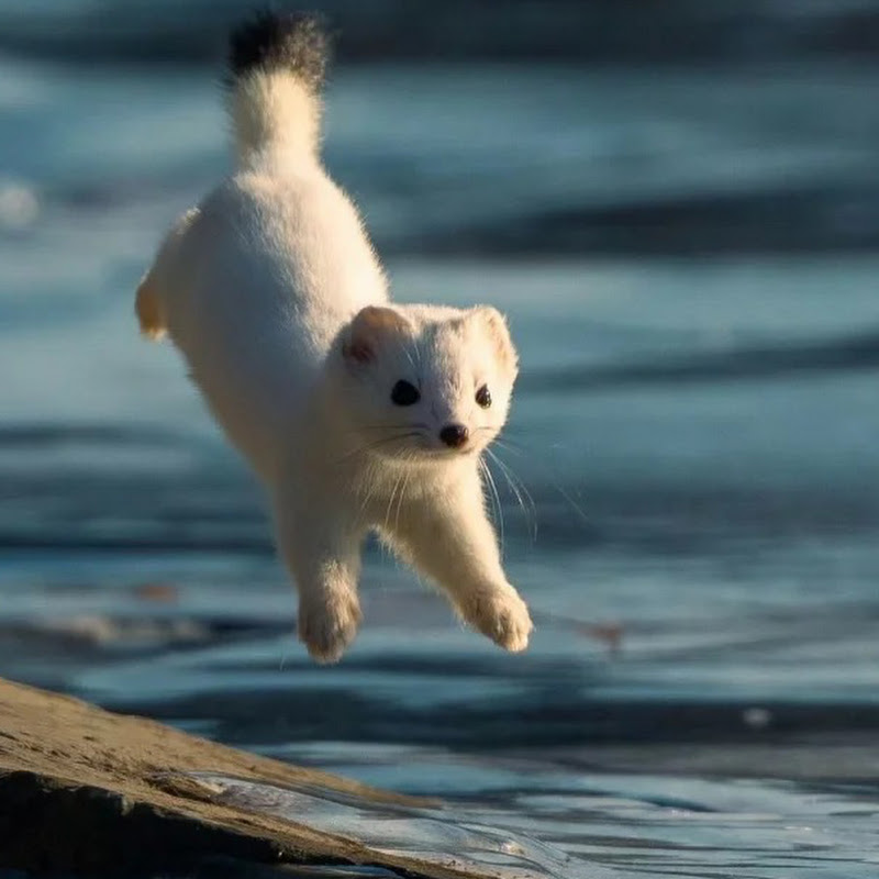 These deer have no fear 🦌 #funny #animals #foryou #cute