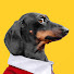 G7fL7j9Xlj0-channel-avatar-Doxie Din - not just a dachshund