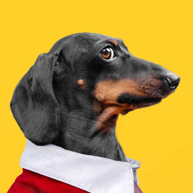 Doxie Din - Not Just A Dachshund