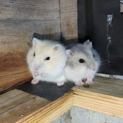 ハムスターを庭で飼うアイコン画像