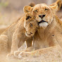Lyrics Lioness Avatar