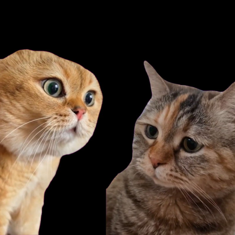 TwoCats