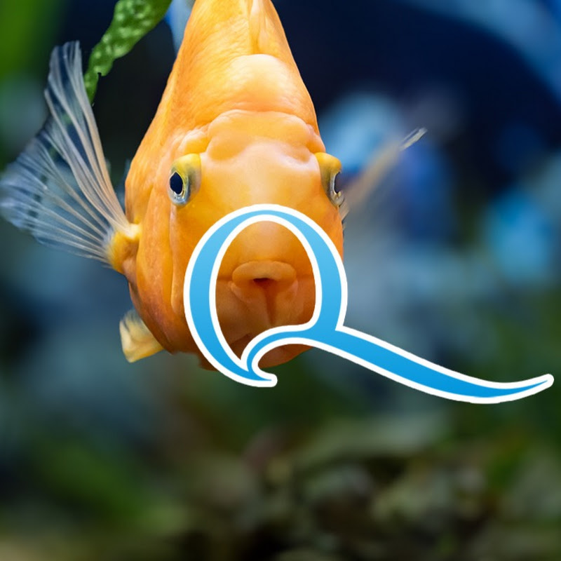 AquariumBG - Всичко за акваристиката на едно място