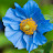 Blue Poppy