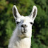 ydkX_iN_rho-channel-avatar-gordofranz