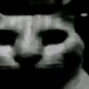 Cat36