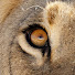 EJLh_Qr64EM-channel-avatar-Overlander SA