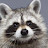 @raccoons232