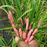_VAf39fBhLo-channel-avatar-Nature Harvest ASMR