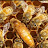 Good bees are Buckfast