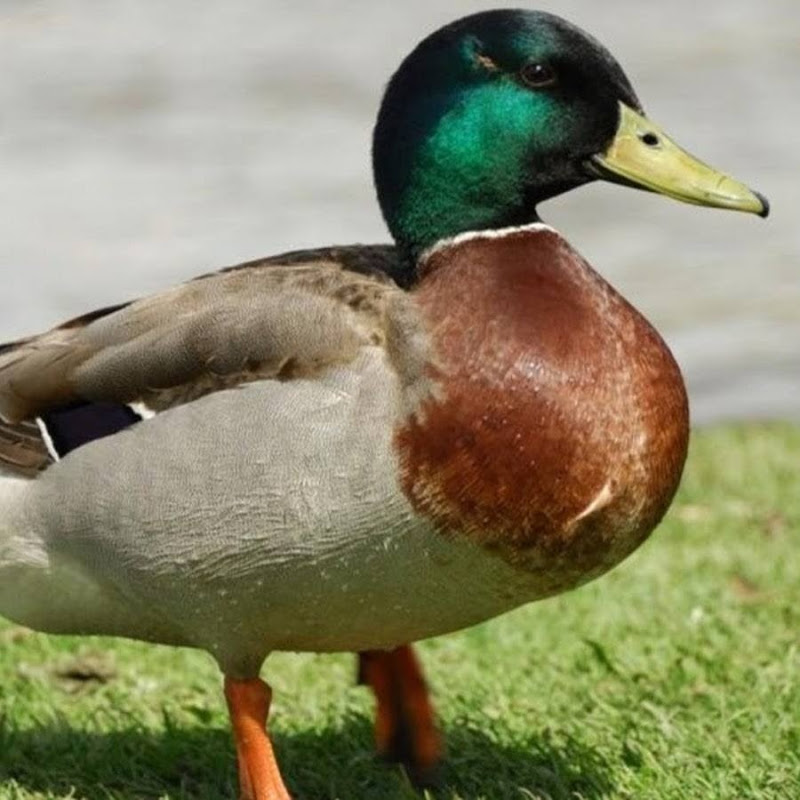 Ducky Bhai official's Banner