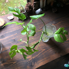 筑波山麓  七十二候アイコン画像