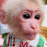 ZuBFHRV8c04-channel-avatar-MonkeyBaby Molly