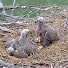 D2EVnY11t-U-channel-avatar-Life with Birds