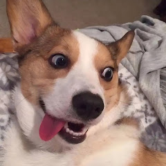 doggodiaries