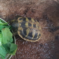 寵物愛好者🐢アイコン画像