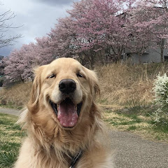 メイプルマフィンちゃんねる 