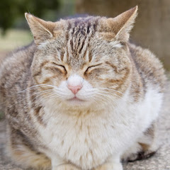 猫野ニャン太郎