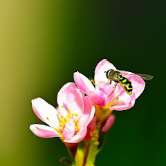 vince.art.photography