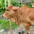 b1_VBAR95TA-channel-avatar-PSP Gorur Haat
