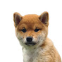 Akira the Shiba Inu logo