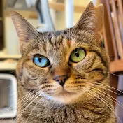 はぴ猫日記ぷち