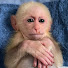Y7_JlQceiCI-channel-avatar-Monkeybibi & Bong