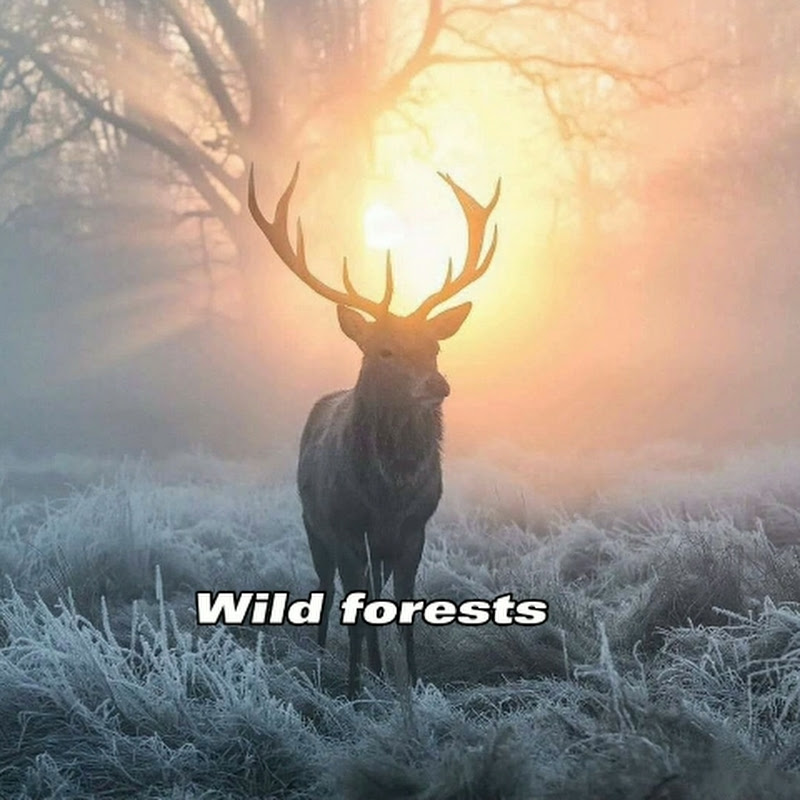 Wild forests of the Carpathians