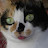 avatar of @calicocat8213