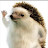 Hedgehog_w_Attitude