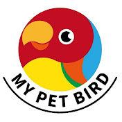 MY PET BIRD 我的寵物鳥