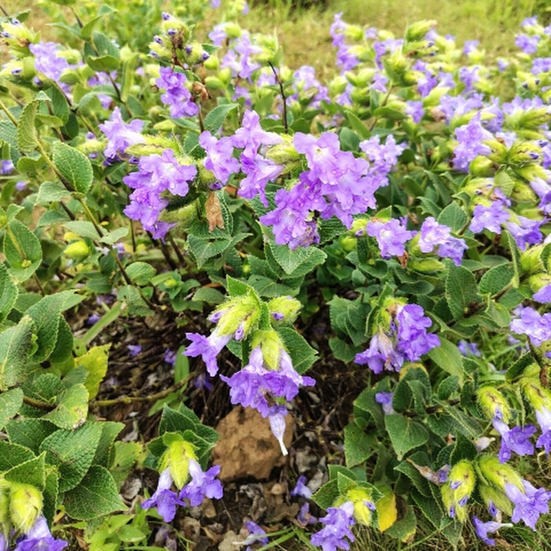 keti's vlogs official