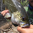 CbN0DKKXbpM-channel-avatar-Out There Fishing Adventures